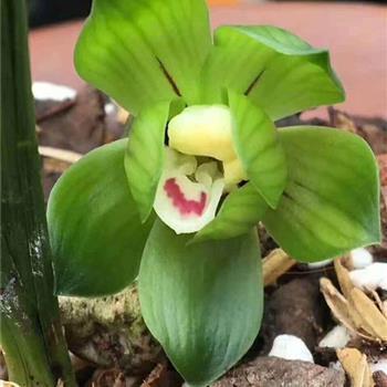 对已逝亲人思念的句子 对已逝父亲的思念句子(精选41句)