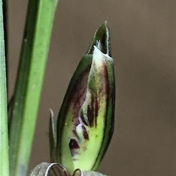 优美的句子摘抄100字左右