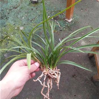 写端午的句子39句