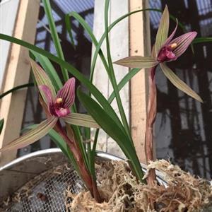 三八妇女节问候祝福语最经典的文案