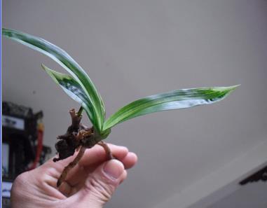 闻风破胆
