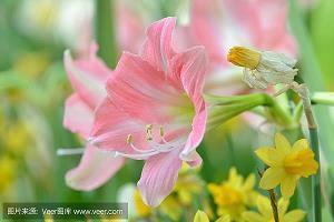 虞卒