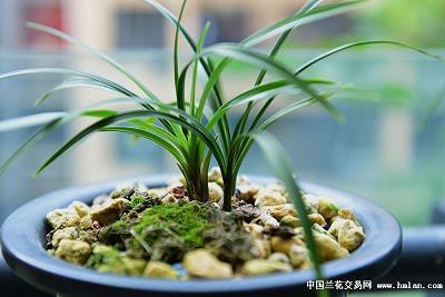 2020关于立冬的唯美句子