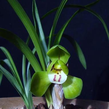 鍫