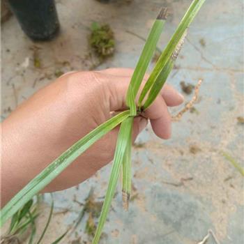 齿牙馀惠