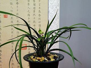 草马