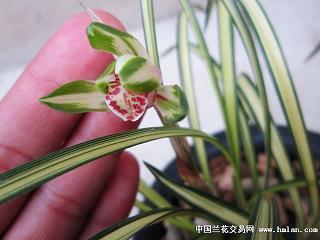 希望对方安好的句子精选53句