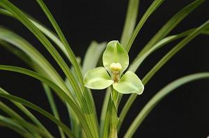 2021牛年春节祝福语句子大全