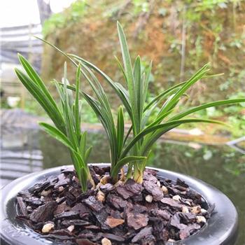 2021高三毕业创意唯美祝福寄语合集64句