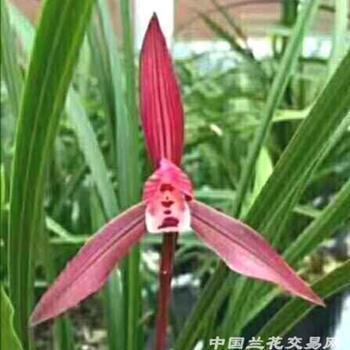 黑泽