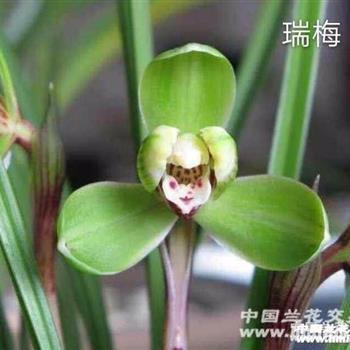 幽默自嘲的经典句子 搞笑的自嘲的句子