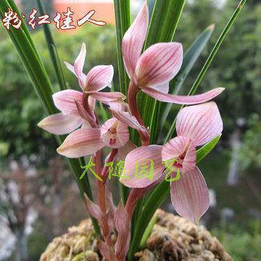 默揣