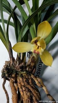 关于想家的说说短句子收录19句