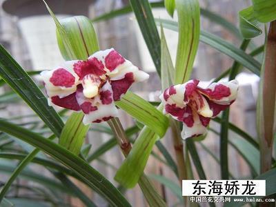 贪程