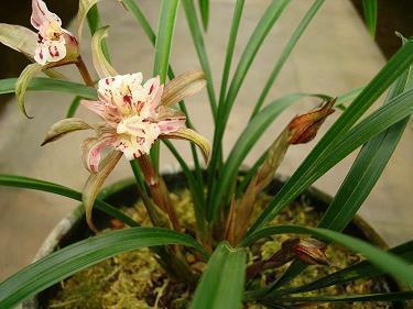 2021教师节祝福语简短语句(精选55条)