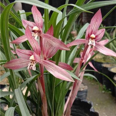 抖音里的说说伤感句子16句