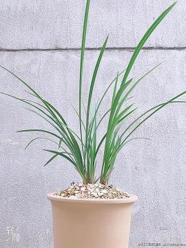 楚畹