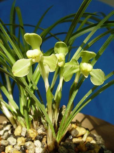 2021小满朋友圈文案句子汇编59句