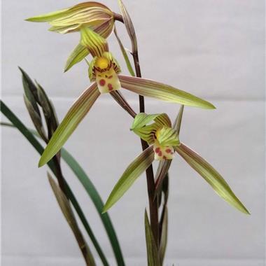 开开心心过大年的句子