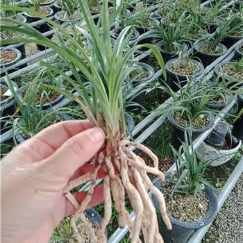 夸女朋友长的句子