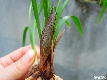 2021三八妇女节的唯美文艺句子