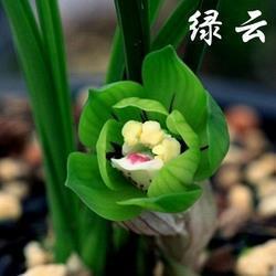 鵪