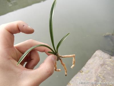 虎臣