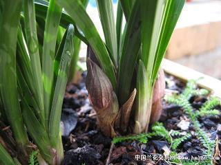 耍拳