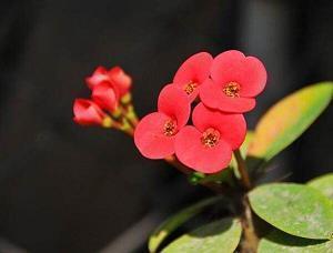 上元节留言心情语录精选80句