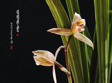 脱根