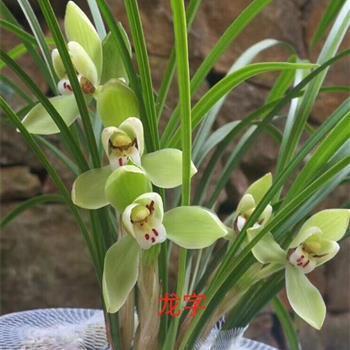 2021国家公祭日宣传标语励志文案(精选89句)