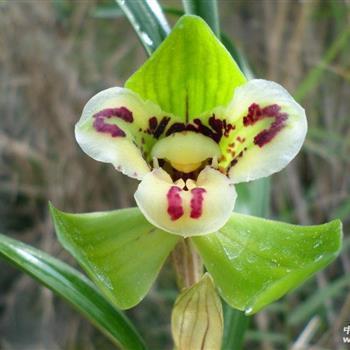 2020妹妹结婚祝福语