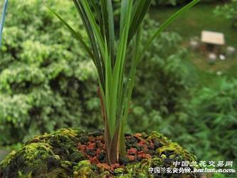 2021元旦火爆朋友圈的祝福句子