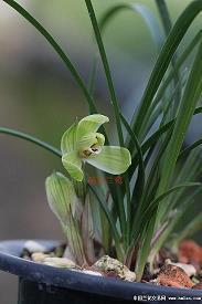 木葱