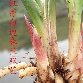 齿错