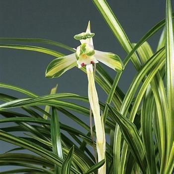 内心充满阳光的说说心情短语大全