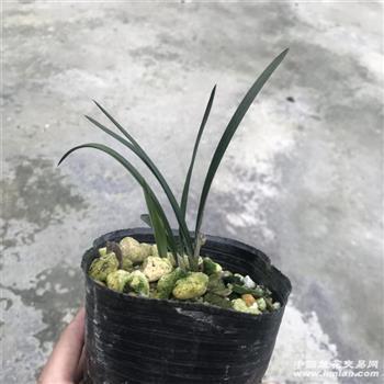 唱歌五音不全的搞笑说说22句