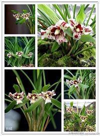 2020哥哥新婚贺词短句