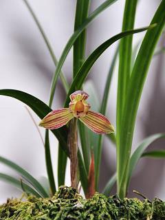 2021中秋节祝福短信(精选95条)
