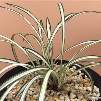 年新年第一天句子说说语录(精选73句)