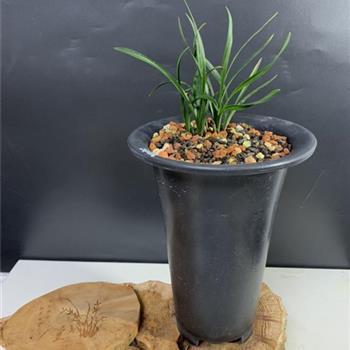 2021元宵节祝福语简短20字