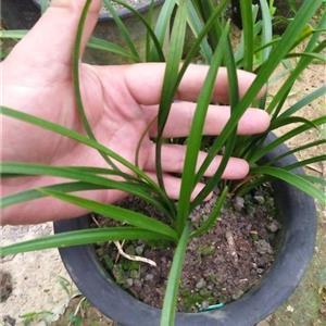 实现梦想的励志句子(95句)