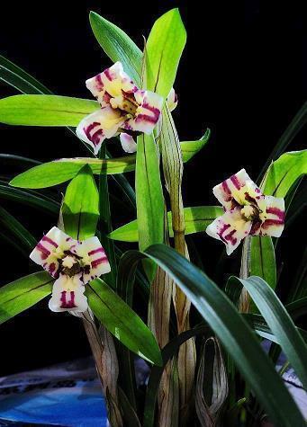 最有个性的说说语录50句