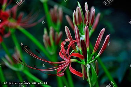 公司端午节祝福语大全简短汇总75句