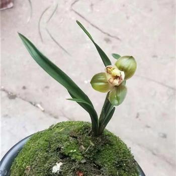 餐霞吸露