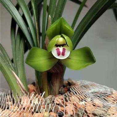 亮节