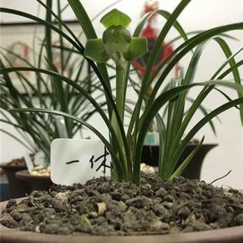 2021立春祝福语文案大全