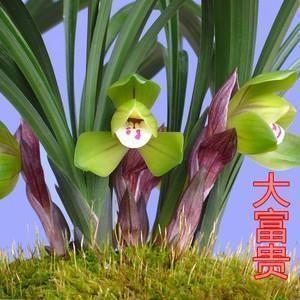 邪不伐正