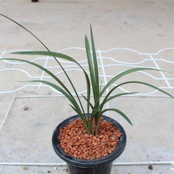 写出去玩开心的句子