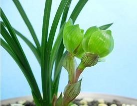 2021热闹的春节祝福语